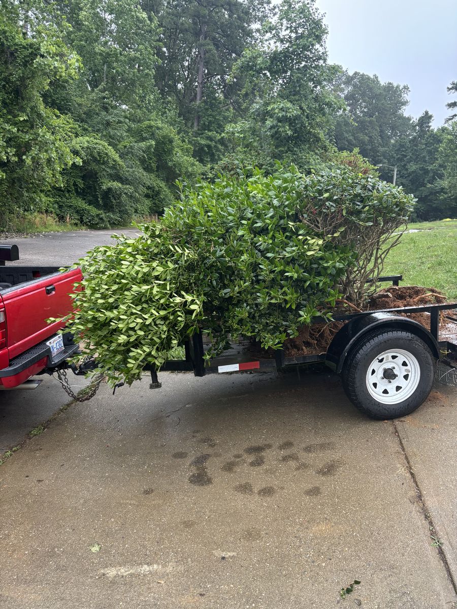 A trailer behind a red pickup, loaded with full‑grown shrubs